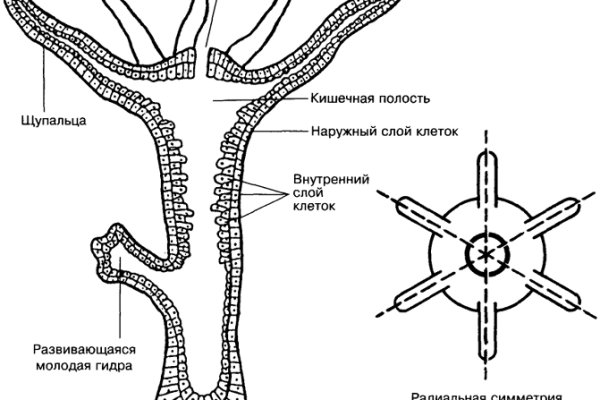 Правильная ссылка онион кракен